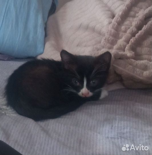 Котята