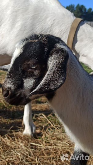 Альпо-нубийская козочка Изабелла (Молочные линии)