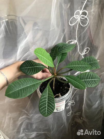 Молочай беложильчатый