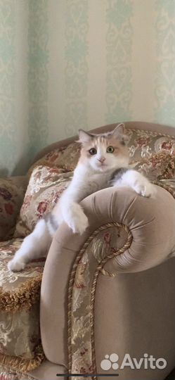 Кошка в дар бесплатно