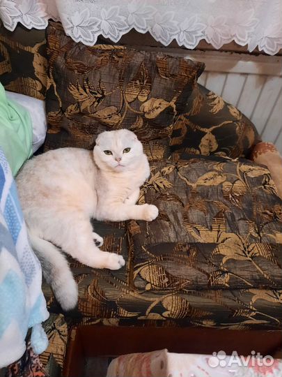 Продам кота породы шотландская вислоухая