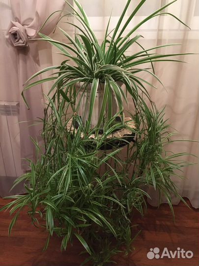 Хлорофитум