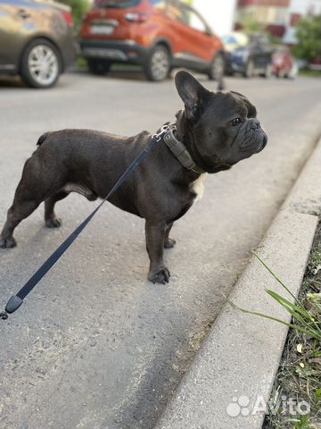 Французский бульдог кабель вязка