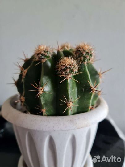 Цветы