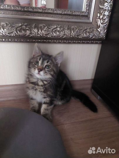 Кошка