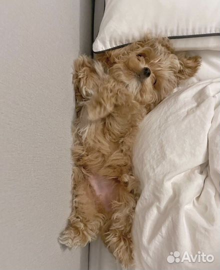 Мальтипу f1 микро N1 Russia Federation ай миши