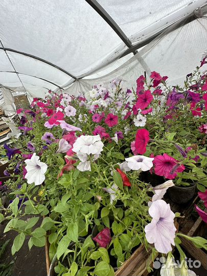 Рассада цветов