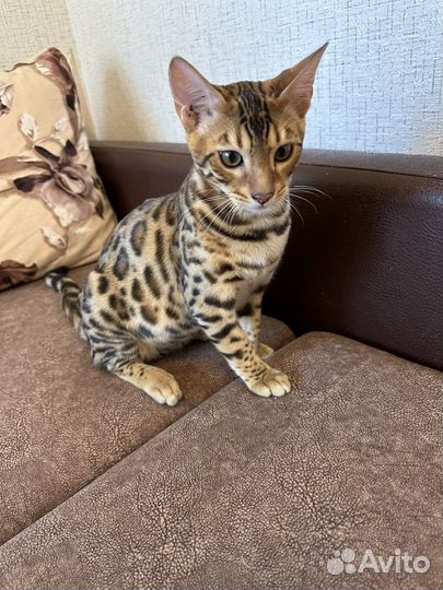 Бенгальские котята, Бенгалы