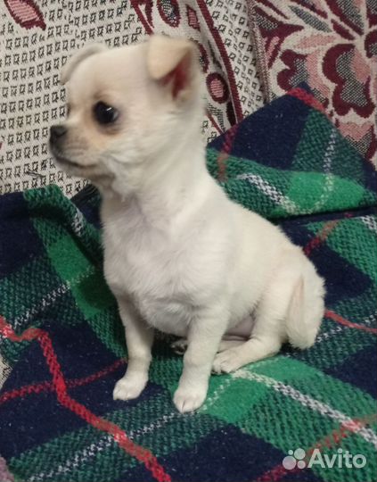 Щенки чихуахуа