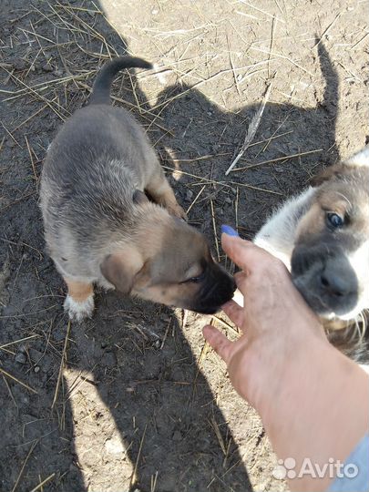 Метис кане-корсо