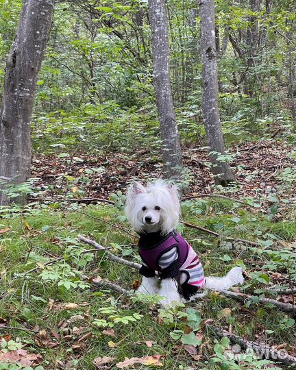 Китайская хохлатая пуховая