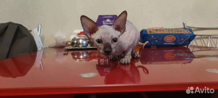 Канадский сфинкс