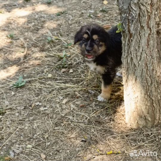 Отдам щенка в добрые руки