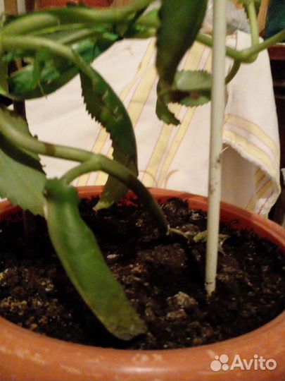 Каланхоэ лечебное