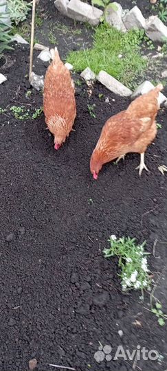 Продам кур несушек