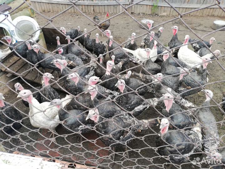 Индюки и индюшки