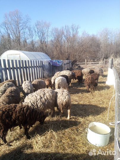 Овцы ягнята оптом или поштуно цена договорная