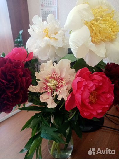 Цветы пиона