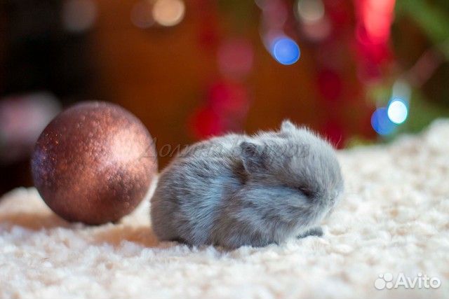 Ярл, кролик минор, мальчик, голубой