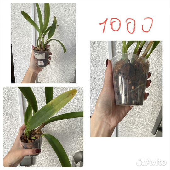 Орхидея каттлея