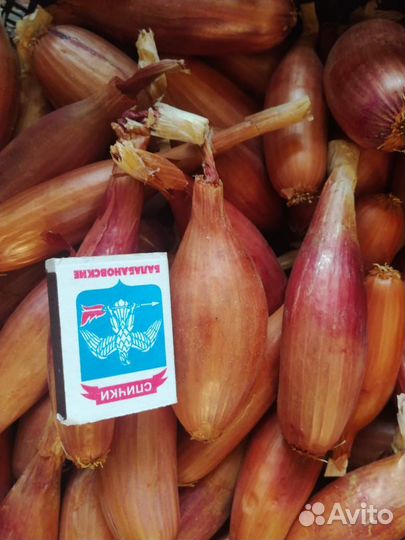 Лук Дельфин