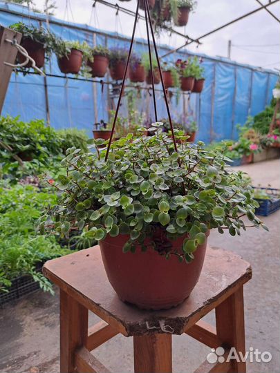 Традисканция