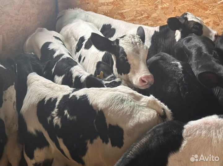 Бычки телята