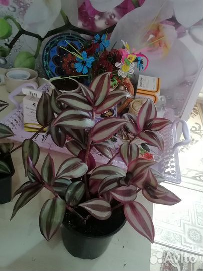 Комнатные цветы