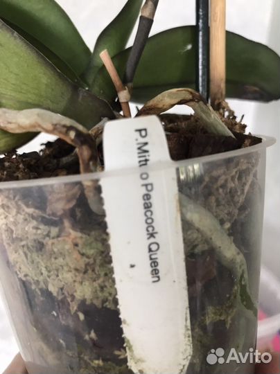 Орхидея фаленопсис Mituo Peacock Queen