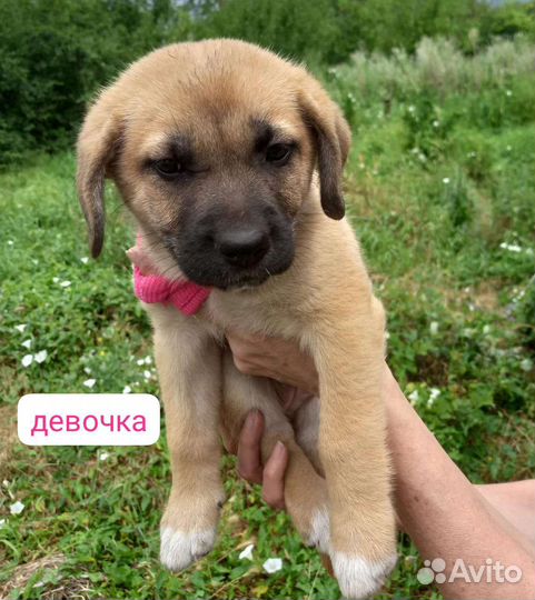 Щенки немецкой овчарки в добрые руки