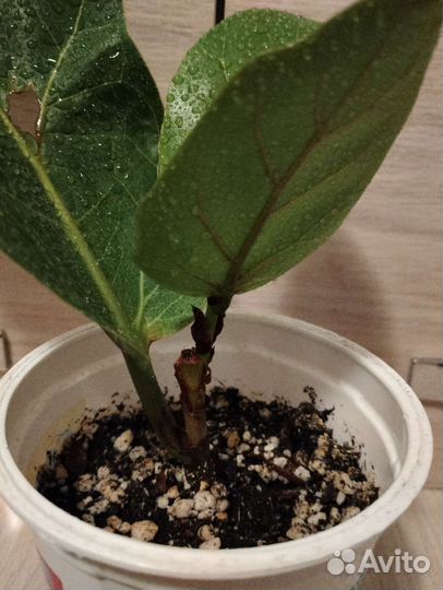 Фикус лирата бамбино