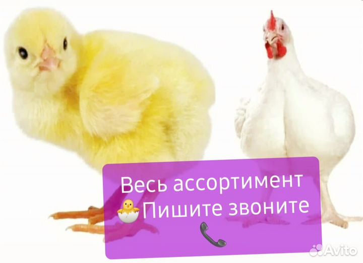Инкубационное яйцо