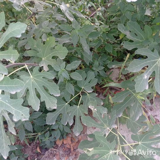 Саженцы инжира