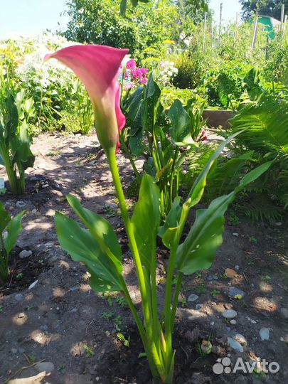 Садовые цветы и растения