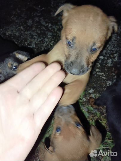 Бесплатно в дар собаку