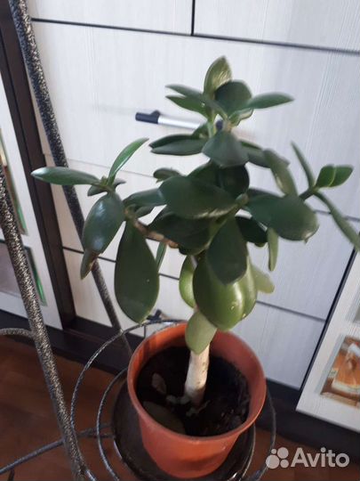 Комнатные цветы