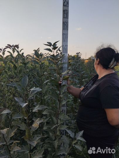 Саженцы декоративных деревьев