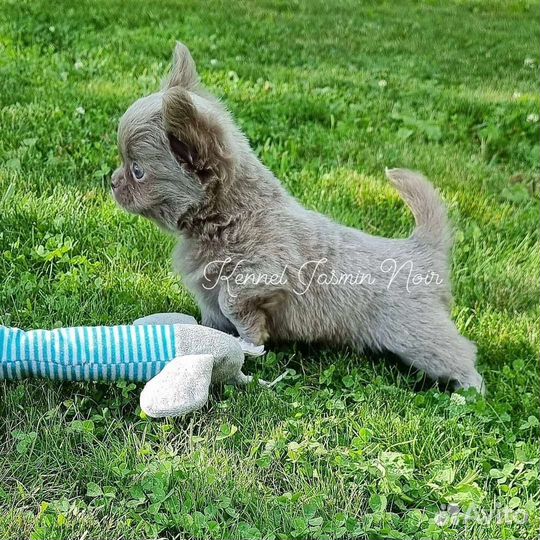 Чихуахуа кукольный мальчик