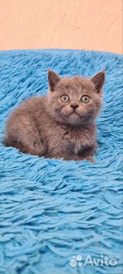 Британские котята