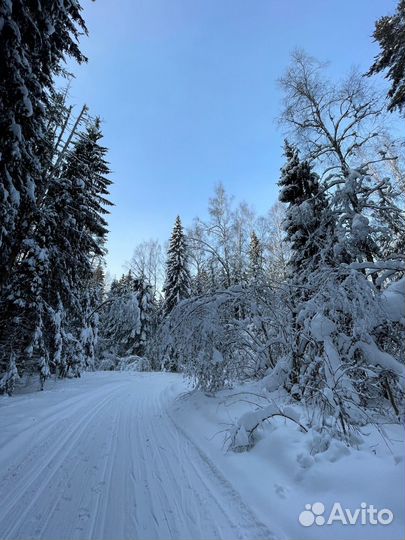Прогулка по лесу
