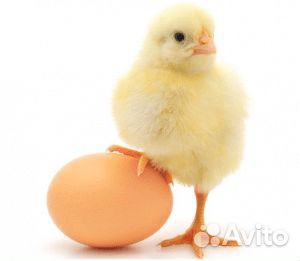 Упаковщик на птицефабрику