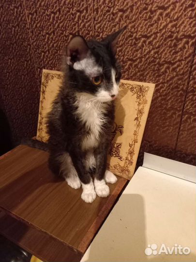 Шикарные котята