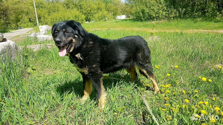 Чудесный Фолд ищет семью