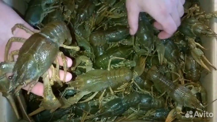 Раки опт