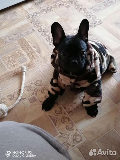 Вязка Французский бульдог