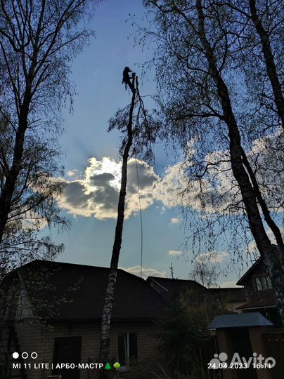 Спил деревьев Г. новопетровское