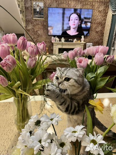 Вислоухие котята