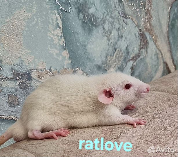 Крысята дамбо мальчики питомник