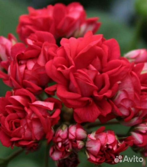 Пеларгонии коллекционные и сортовые