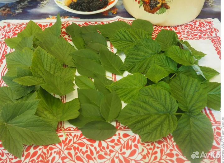 Лист смородины вишни малины